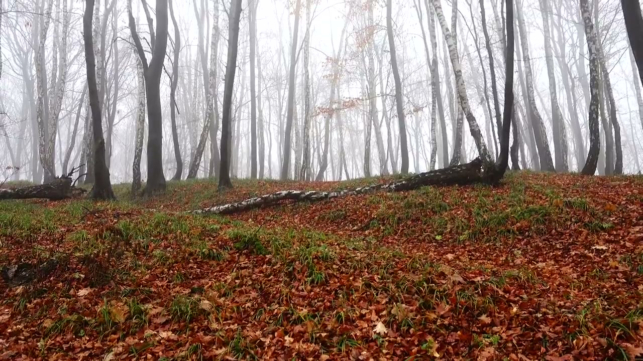 Niebla